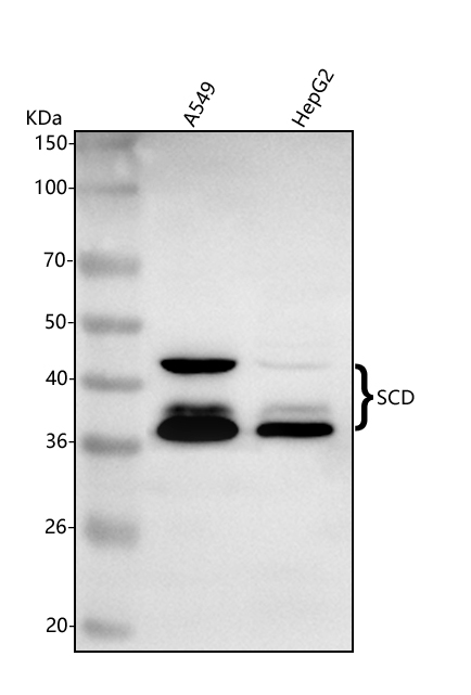  Western blot analysis of SCD using anti-SCD antibody (A00588-1)