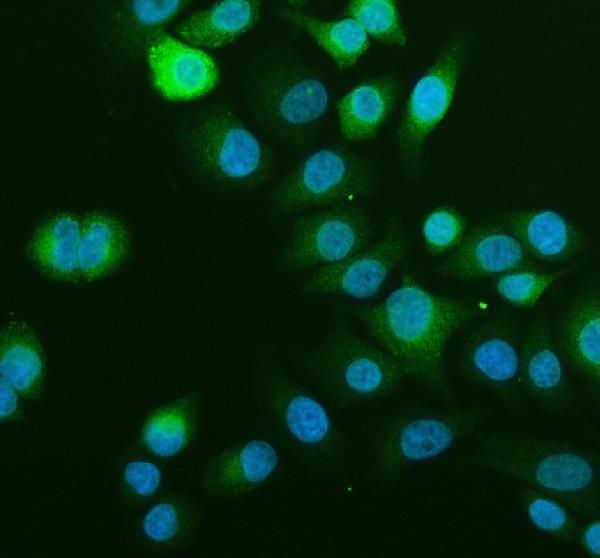  IF analysis of SCD using anti-SCD antibody (A00588-2)