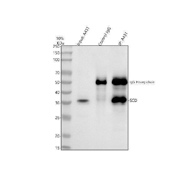 a00588 2 scd primary antibodies ip testing 4