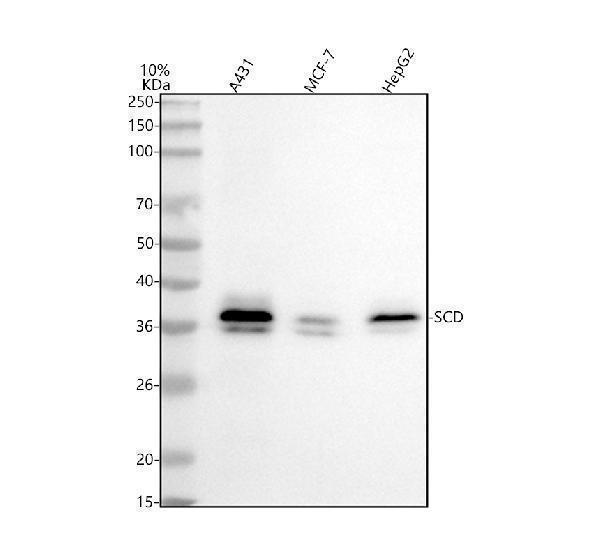  Western blot analysis of SCD using anti-SCD antibody (A00588-2)