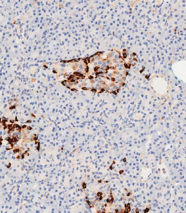 a00590 2 anti clu antibody n term ihc p leica testing 4