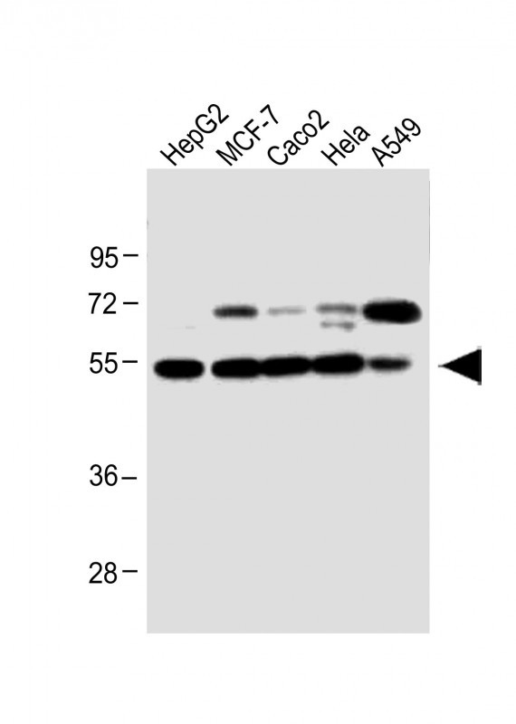 a00590 2 anti clu antibody n term wb testing 1