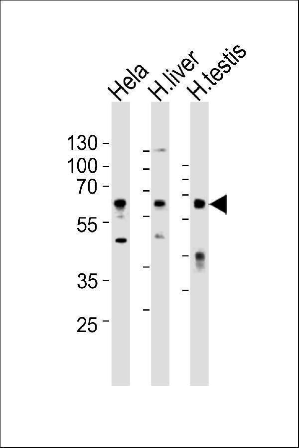 a00590 2 anti clu antibody n term wb testing 2