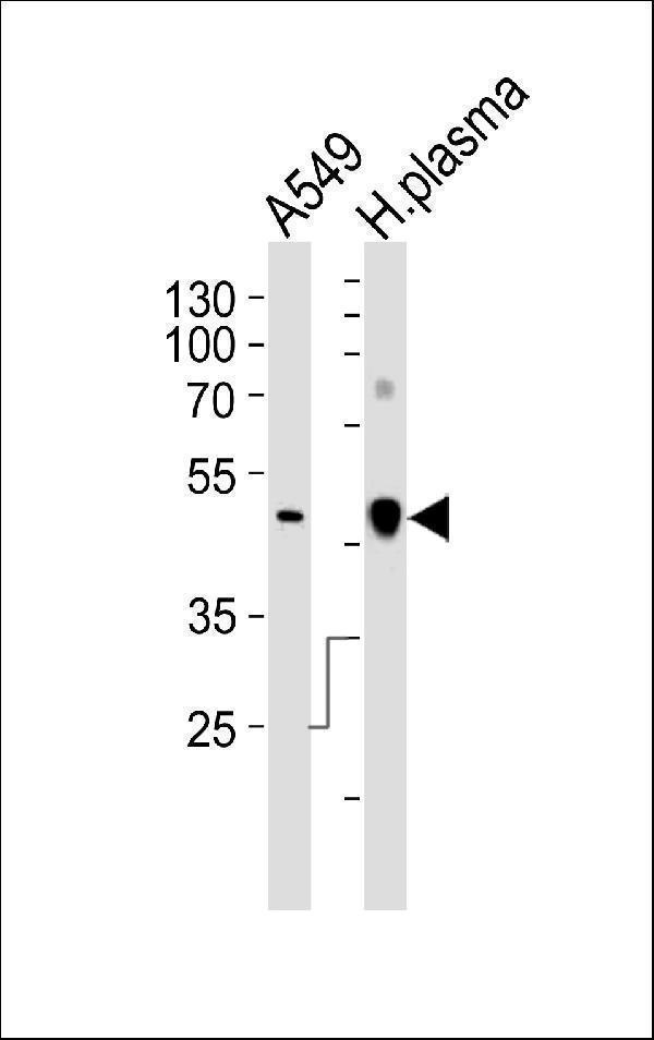a00590 2 anti clu antibody n term wb testing 3