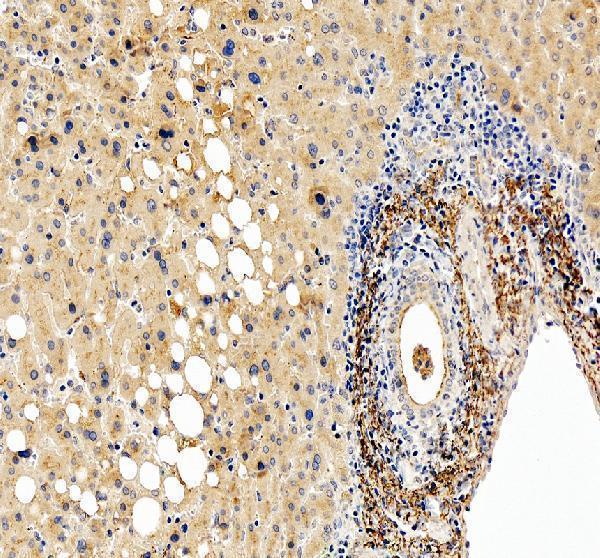 a00590 3 clu primary antibodies ihc testing 3