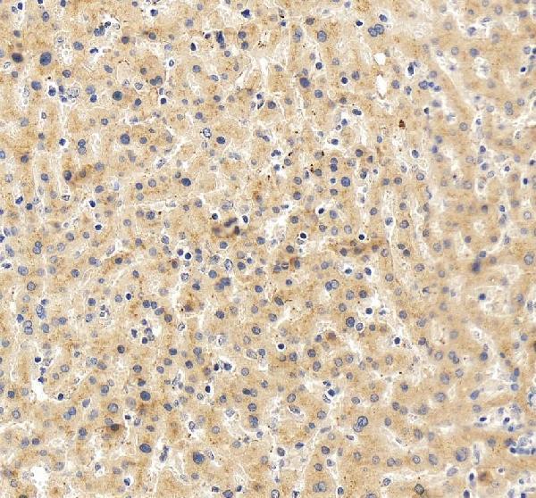 IHC analysis of Clusterin/CLU using anti-Clusterin/CLU antibody (A00590-3)
