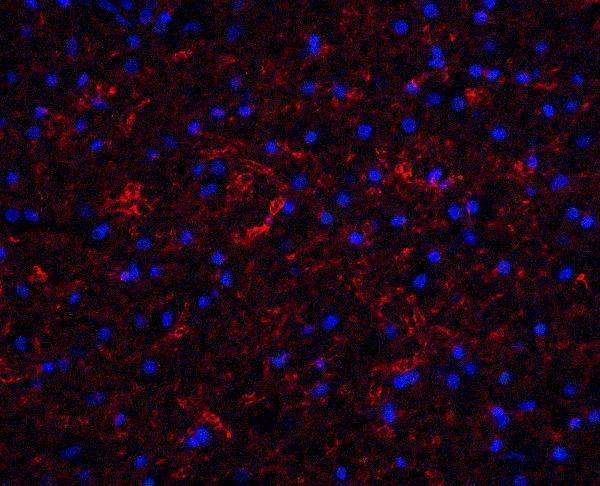 Immunofluorescence of Clusterin in human brain tissue with Clusterin antibody at 20 μg/ml