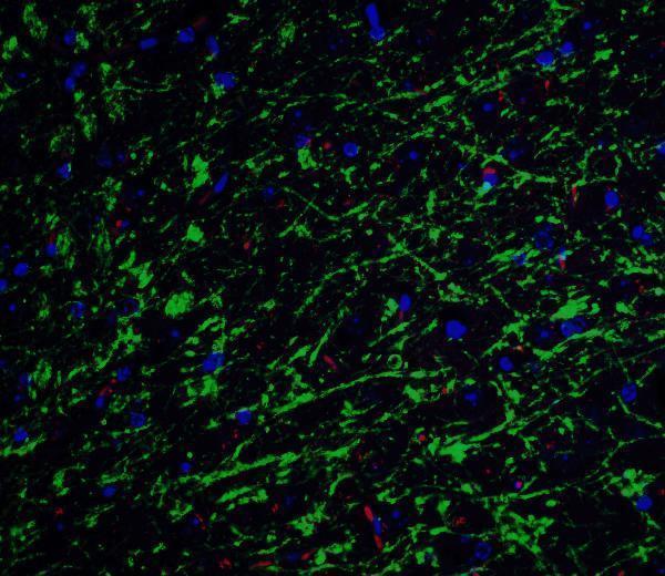 a00590 clu primary antibodies if testing 6