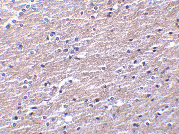 a00590 clu primary antibodies ihc testing 4