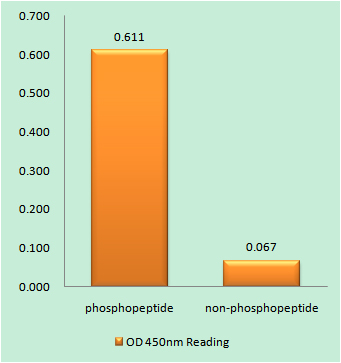 a00591s24 tfrc primary antibodies elisa testing 1