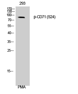 Western Blot analysis of 293 cells using Phospho-CD71 (S24) Polyclonal Antibody