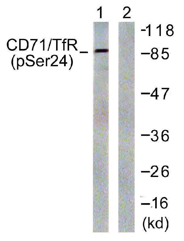 Western blot analysis of lysates from 293 cells treated with PMA 125ng/ml 30