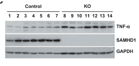 a00592 1 samhd1 primary antibodies wb testing 5