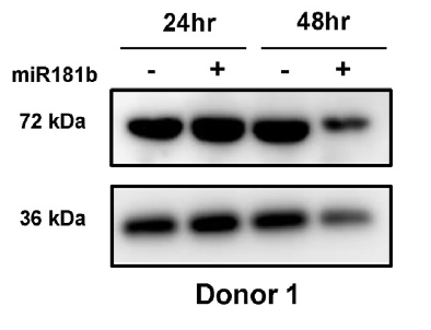 a00592 1 samhd1 primary antibodies wb testing 8
