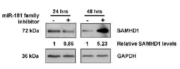 a00592 1 samhd1 primary antibodies wb testing 9