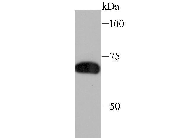 Western blot analysis of SAMHD1 on THP-1 cell lysate using anti-SAMHD1 antibody at 1/1,000 dilution
