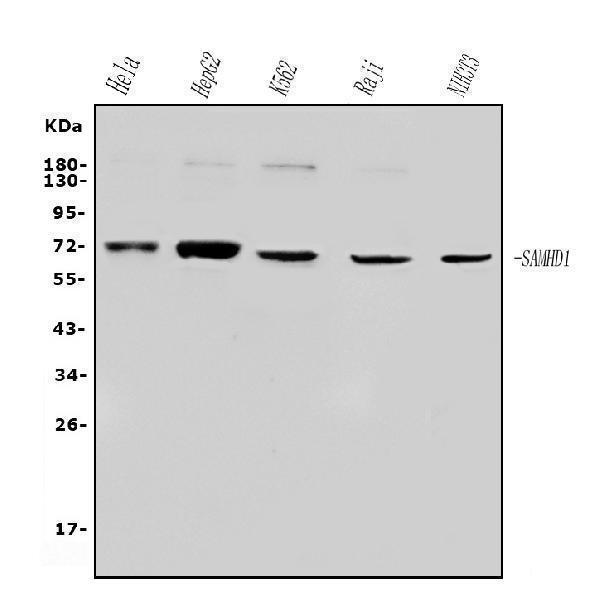 a00592 4 samhd1 primary antibodies wb testing 2