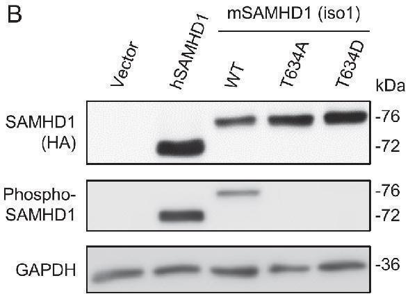 a00592t592 samhd1 primary antibodies wb testig 11