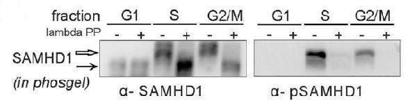 a00592t592 samhd1 primary antibodies wb testing 10