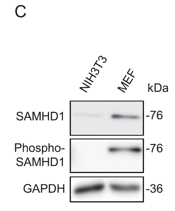 a00592t592 samhd1 primary antibodies wb testing 12