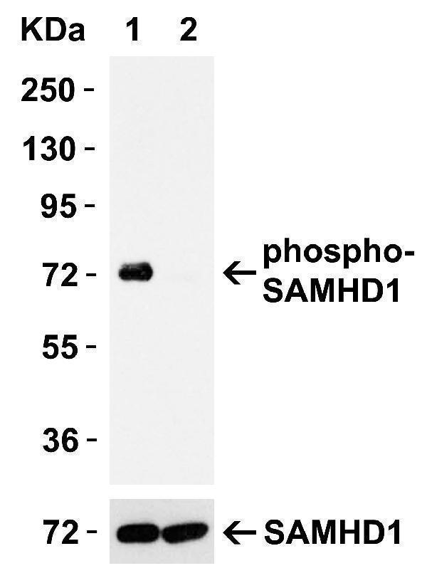 a00592t592 samhd1 primary antibodies wb testing 2