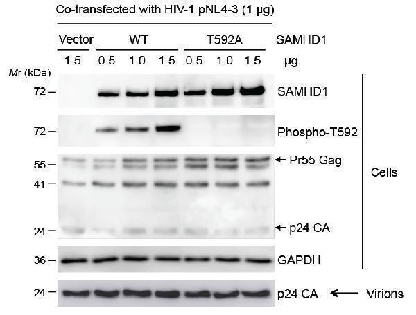 a00592t592 samhd1 primary antibodies wb testing 5