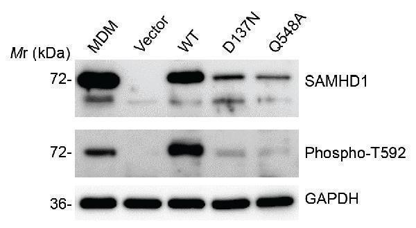 a00592t592 samhd1 primary antibodies wb testing 6