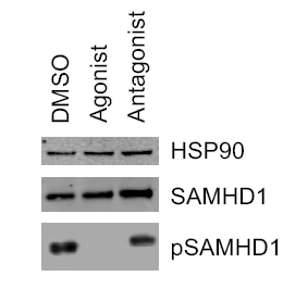 a00592t592 samhd1 primary antibodies wb testing 7