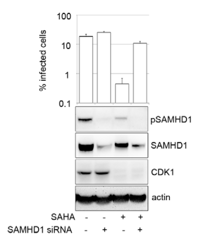 a00592t592 samhd1 primary antibodies wb testing 8