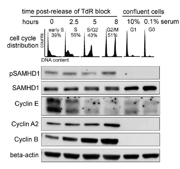 a00592t592 samhd1 primary antibodies wb testing 9