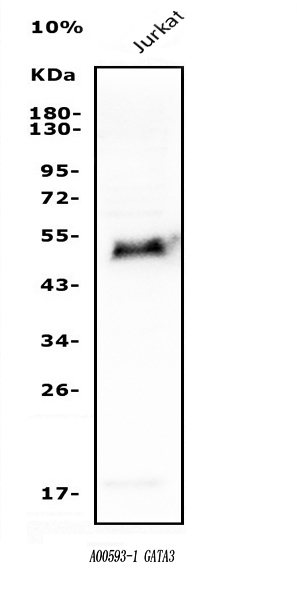 a00593 1 gata3 primary antibodies wb testing 1