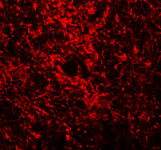 Immunofluorescence of GATA3 in Rat Brain tissue with GATA3 antibody at 20 μg/mL