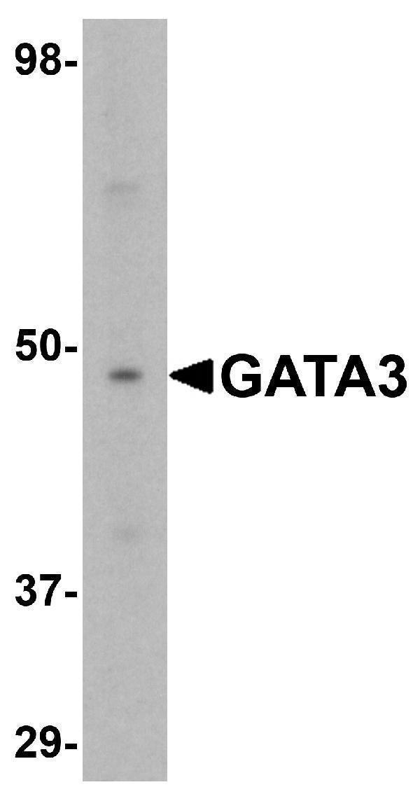 Western blot analysis of GATA3 in K562 cell lysate with GATA3 antibody at 1 μg/mL