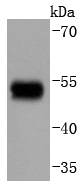 Western blot analysis of Phospho-GATA3(S308) on human skin lysates using anti-Phospho-GATA3(S308) antibody at 1/1,000 dilution