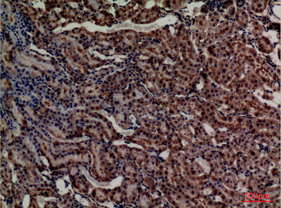 a00594 adm primary antibodies ihc testing 1