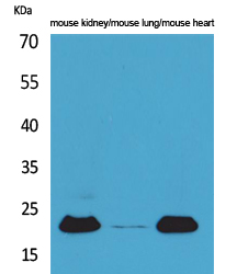 a00594 adm primary antibodies wb testing 2