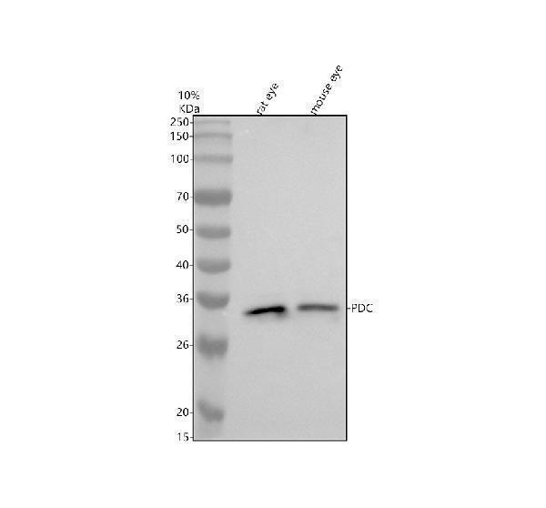 Western blot analysis of PDC using anti-PDC antibody (A00596-1)