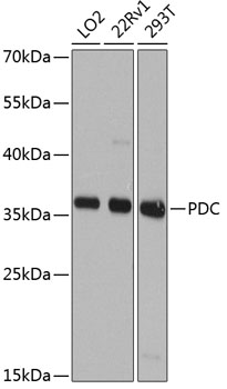 Western blot analysis of extracts of various cell lines, using PDC antibody  at 1:1000 dilution