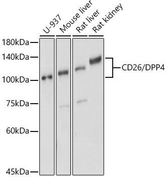 Western blot analysis of extracts of various cell lines, using CD26/DPP4  antibody  at 1:500 dilution