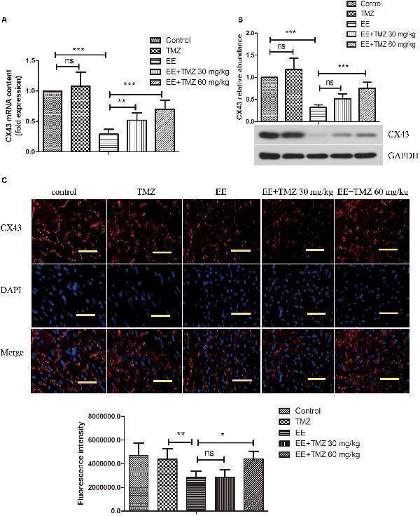 Trimetazidine suppressed EE-induced change in the expression of connexin 43 (CX43) in myocardial tissues of rats