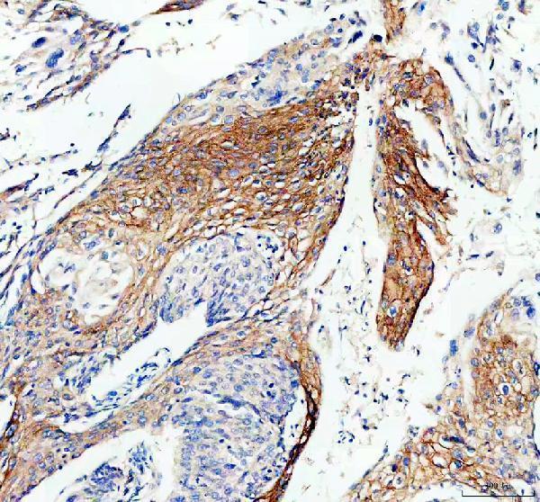 a00599 gja1 primary antibodies ihc testing 1