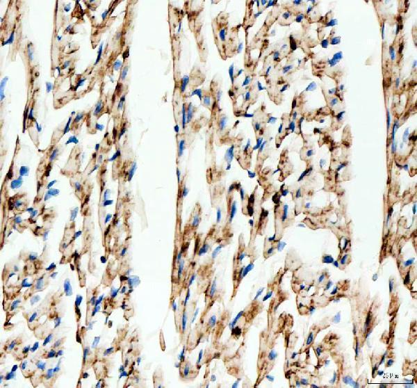 a00599 gja1 primary antibodies ihc testing 2_1