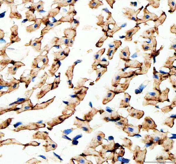 a00599 gja1 primary antibodies ihc testing 3_1