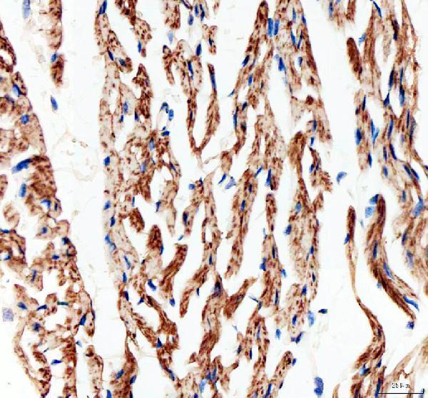 a00599 gja1 primary antibodies ihc testing 4_1