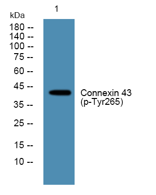 a00599s265 gja1 primary antibodies wb testing 1