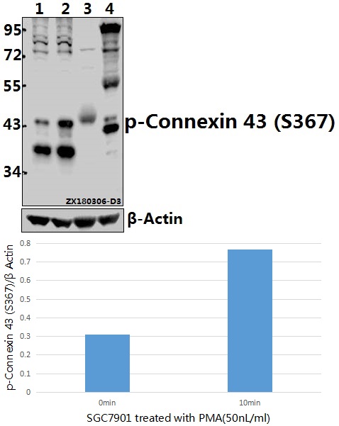 a00599s367 gja1 primary antiboties wb testing 1