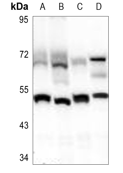 a00600 1 ppara primary antiboties wb testing 1