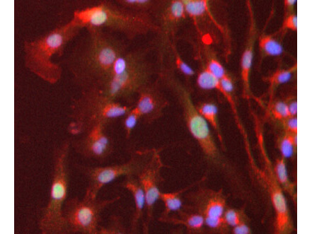 a00600 ppara primary antibodies if testing 4