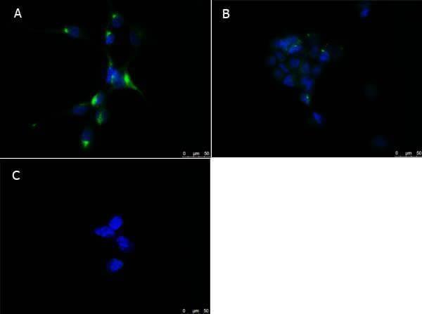 a00600 ppara primary antibodies if testing 7