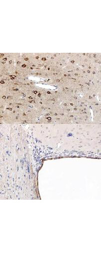 a00600 ppara primary antibodies ihc testing 2